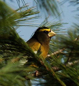 Evening Grosbeak