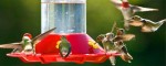 Red feeders have local guano harvesters seeing green