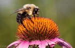Music in Bellows Falls; Senior Club lunch; author at Wilder; the buzz on bumblebees; Specker concert; Heath Gordon scholarship fund-raiser; FOLA Follies Season II; babysitting classes