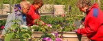 Beautification committee plants sunshine around Chester