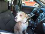 UPDATE: DOG FOUND -VSP seeks help finding dog stolen from Rutland Humane Society