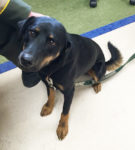 Trooper tails pup that escaped after car accident