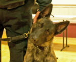 Chester's rookie K-9 captures a lot of attention