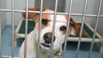 New crop of canines arrives at Springfield Humane Society