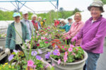 Townscape group springs into annual flower planting