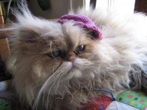 Seannie, TARPS fundraising cat