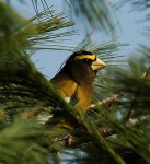 Mother's Day weekend: Bird amble in Proctorsville, music at Gassetts Grange