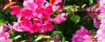 Season's Greenings