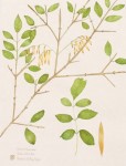 Upcoming events: Botanicals exhibit; Saturday story hour at Whiting; Springfield Rotary sale; Good Neighbors funder; & NECA murder mystery