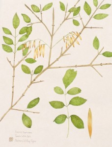 Botanical by Chester artist Stephanie Whitney-Payne. Her work is included in an exhibit at the Montshire Museum in