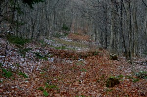 The access road leading into the forest. 
