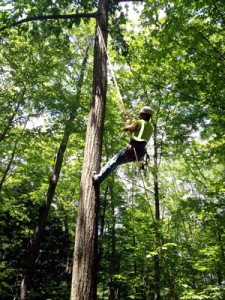 Chester Conservation Committee will host a talk about the restoration of the American chestnut tree