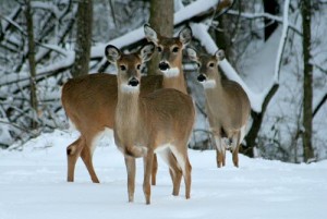 deer heard