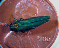 The emerald ash borer is a small insect that can do a lot of damage.