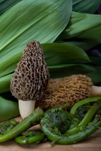 The Nature Museum offers lessons on foraging for wild edibles.