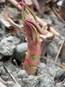 Red asparagus or itadori. Photo by Nova Kim.