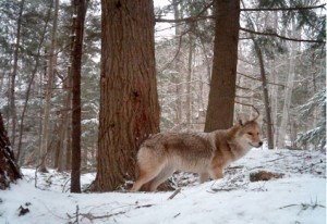 coyote