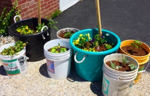 Container garden at BRGN. Photo provided.