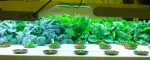 Opportunities grow with new hydroponic garden at GMUHS