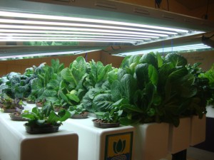 Greens are ready for harvest in the hydroponic solution.