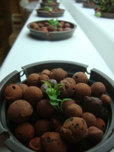 Seedlings in pots of stone pellets.