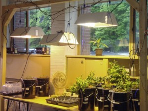 Seedlings and flowering plants under grow lights.