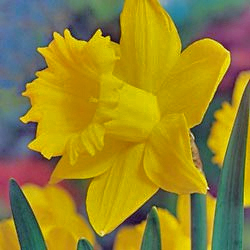 King Alfred daffodil
