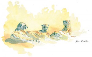 Above: "Cheetah Trio Field Sketch" by watercolorist Alison Nicholls, who will speak at SVAC