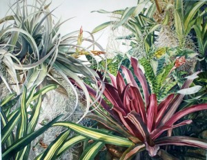 Bromeliad, watercolor by Kim Eng Yeo