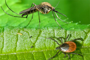 Prepare yourself for Spring by learning about insect borne illnesses at First Parish Universalist church.