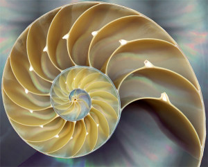 Learn about the Golden Ratio at Putney Library