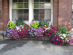 Chester blooms with donations for planters, boxes