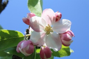 apple-blossom-apple-tree-flower-bloom-pink-tree-3