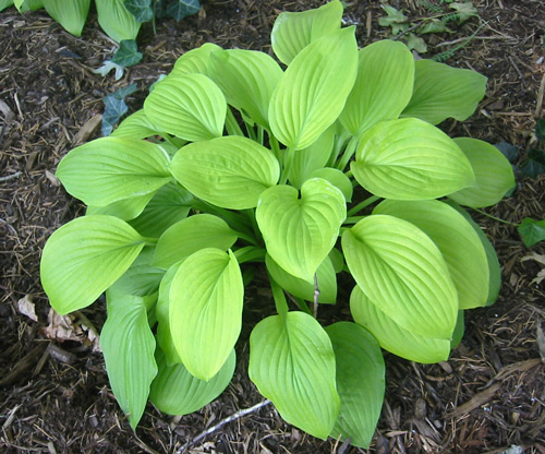 Hostas will be available for purchase at CHS Plant Sale. Image by Terren Peterson.