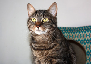 Adopt a cat for free this weekend and give it a new life.