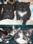 BRGNS seeks rummage sale donations; kittens for adoption at Webster's House