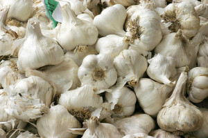 Learn about garlic from Master gardener Photo by Nino Barbieri