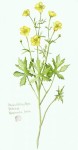 Upcoming events: Botanicals exhibited at Whiting; Farm legacy discussion; Sketching class taught; Rummage sale; Area mysteries uncovered; Music at Grounded4Life; Tour historical Ludlow; Pie sales and fiction authors during Fall Festival; Senior Citizens Club meets; 'Growing Trans' documentary screened; Racism discussion at Stone Church