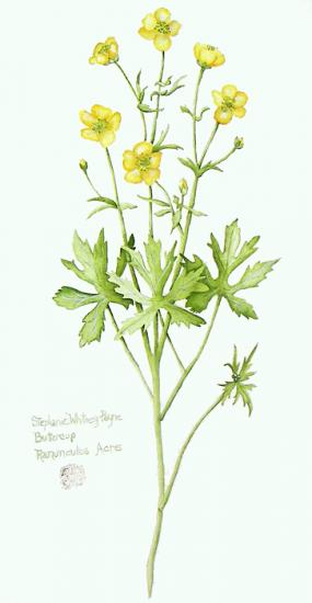"Buttercups" by Stephanie Whitney-Payne