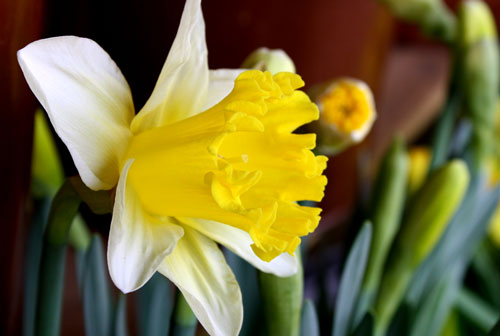 daffodil_public-domain