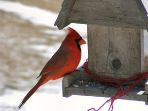 Northern Cardinal at Feeder. courtesy of Torindkflt