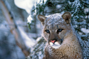 Susan Morse, wildlife ecologist and tracker discusses the return of cougars to our area