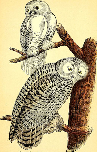 The_birds_of_New_England_owls(14755507855)