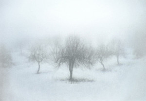 Vaune Trachtman art