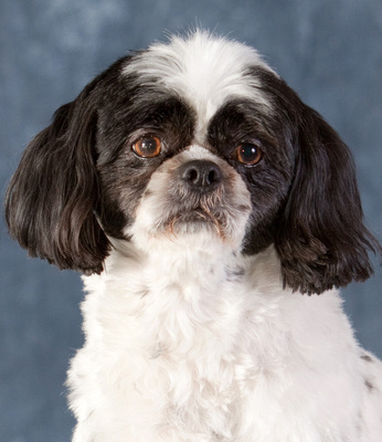 Children can read to Oreo at Whiting Library.