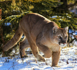 The cougars are returning. Learn more at the CCCA's presentation.