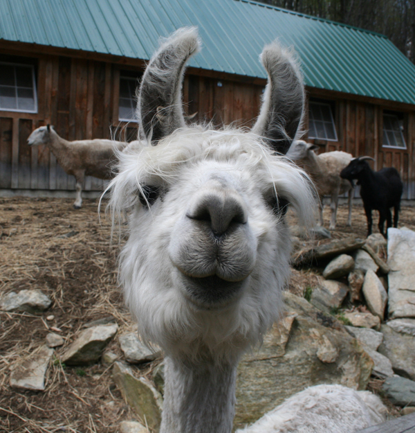 'We're lucky that a lot of our consignors have critters,' says Novak. This is her Surrey llama Marcea.