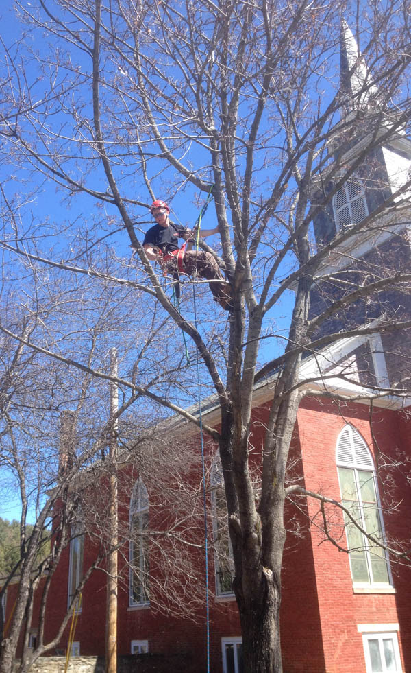 TJ Carroll of Chester prunes dead wood from a tall tree near the Baptist Church on Main Street.