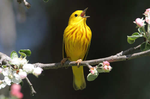 Yellow warbler (dendroica petechial) singing on a branch in early spring. Provided by The Nature Museum.