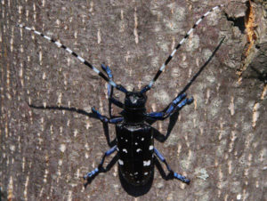 Asian Longhorned Beetle is a huge and spreading threat to the area